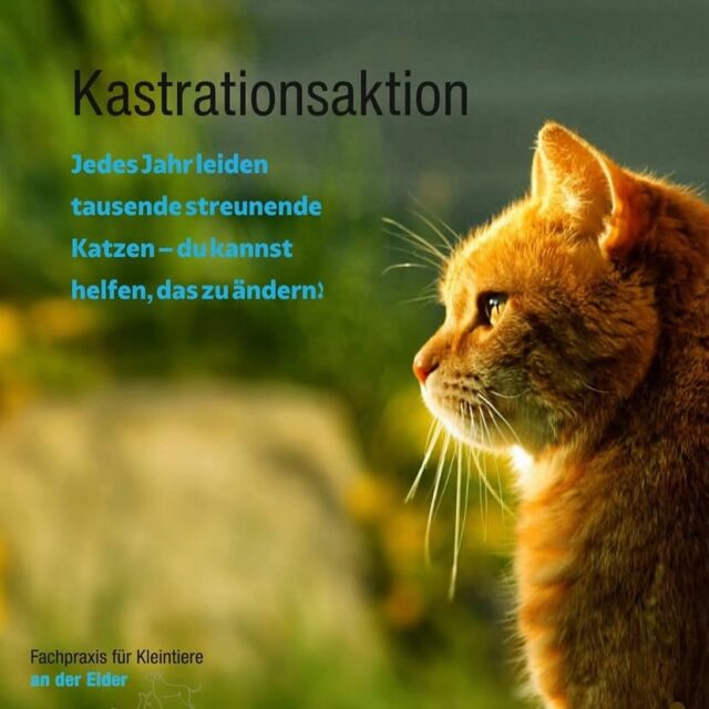 Katzenkastrationsaktion Frühjahr 2026
📅23. Februar - 22. März 2026
🐾Für herrenlose Katzen in den teilnehmenden
Gemeinden
🤝Organisiert durch Gemeinden &
Tierschutzvereine
⚠️ Aktion kann bei Erschöpfung der Mittel vorzeitig enden
👉 Helft mit, die Vermehrung von Straßenkatzen einzudämmen!
#Katzenkastration #Tierschutz #Straßenkatzen
#Büdelsdorf #Frühjahr2026