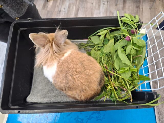 🐰 Hier sehen wir eine super vorbereitete Transportbox für den Tierarztbesuch!

Auf dem ersten Blick vielleicht ganz unspektakulär – aber genau so mögen wir es. 😊

🧺 Eine Matte bzw. ein Handtuch als rutschfeste und gemütliche Unterlage
🥬 Frisches Futter für unterwegs
Ein kleiner Tipp am Rande: Auf große Mengen Stroh könnt ihr beim Transport verzichten. Eine kleine Menge reicht aus – so bleibt die Box übersichtlicher und auch die anschließende Reinigung des Behandlungsraumes hält sich in Grenzen. 😉

So ist euer Kaninchen sicher und bequem unterwegs und wir können uns in der Praxis ganz auf das Wesentliche konzentrieren: euer Tier. 🐰🩷

#kaninchen #kaninchentipps #tierarzt #tierarztpraxis #büdelsdorf