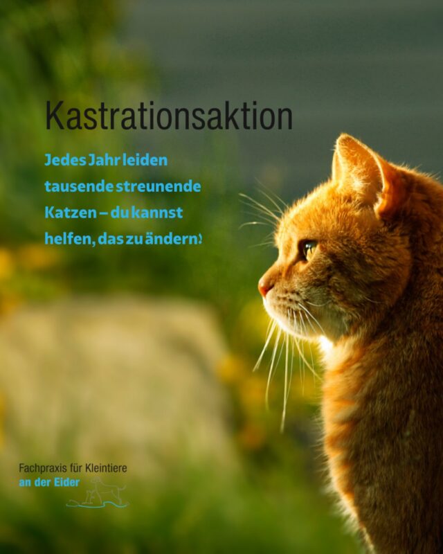 Katzenkastrationsaktion
Herbst 2026
📅 26. Oktober- 22. November 2026
🐾Für herrenlose Katzen in den teilnehmenden
Gemeinden
🤝 Organisiert durch Gemeinden & Tierschutzvereine
⚠️ Aktion kann bei Erschöpfung der Mittel vorzeitig enden
👉 Helft mit, die Vermehrung von Straßenkatzen einzudammen!
#Katzenkastration #Tierschutz #Straßenkatzen
#Büdelsdorf #Herbst2026